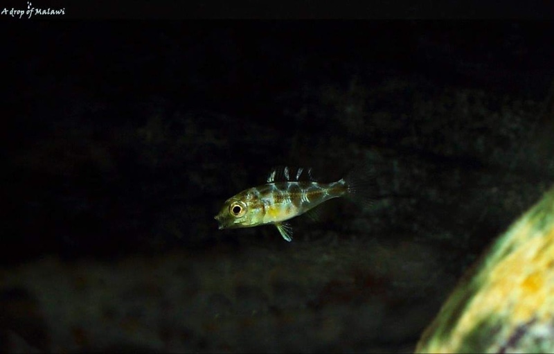 Nimbochromis venustus